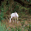 White-tailed Deer