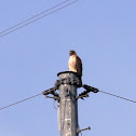 Red-tailed Hawk
