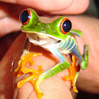 Red-eyed Tree Frog