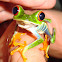 Red-eyed Tree Frog
