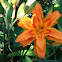 Day lily