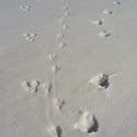 Coyote, Crow & Rabbit