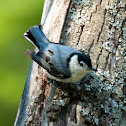 White-breasted Nuthatch