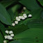 lily of the valley