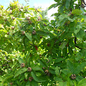 Common medlar
