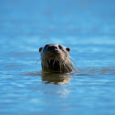 Neotropical river otter