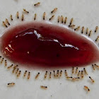 ants