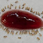 ants