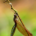 Ascaloptynx sp