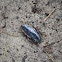 Native Cockroach