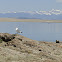 American Herring Gull (Colorado)