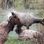 Elk