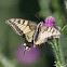 Old World Swallowtail