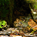 Northern Leopard Frog