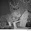 Raccoon