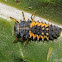 Multi-colored Asian lady beetle (larva)
