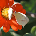 Mexican Yellow