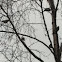 Bohemian waxwing