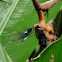 White-necked Jacobin