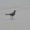 Boat-tailed Grackle