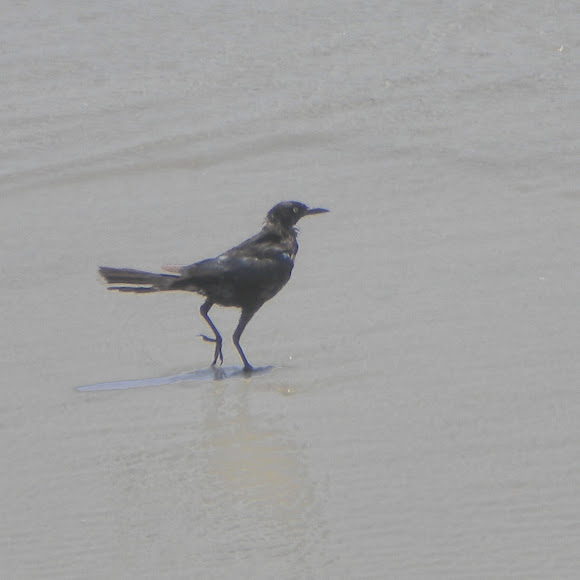 Spotting Image 1