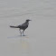 Boat-tailed Grackle
