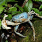 Land Crab