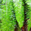 Sword fern