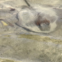 StringRay