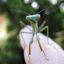 Mantis