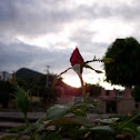 Rosa