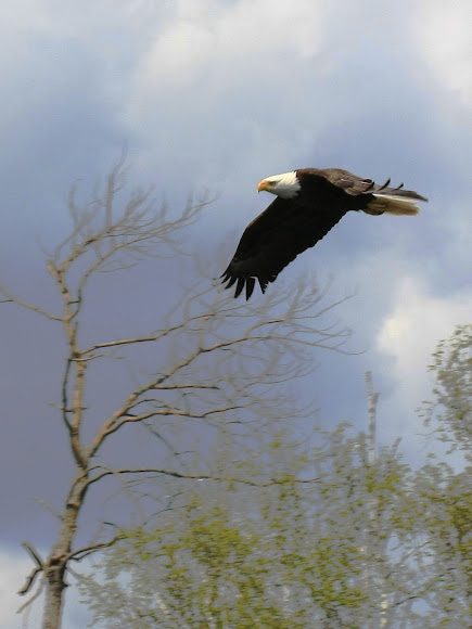Spotting Image 1