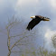 bald eagle