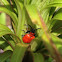 Red Lily Beetle