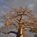 Baobab