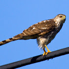 Cooper's Hawk