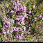 Cross-leaved heath