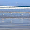 Black-belly Plover