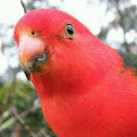 King parrot
