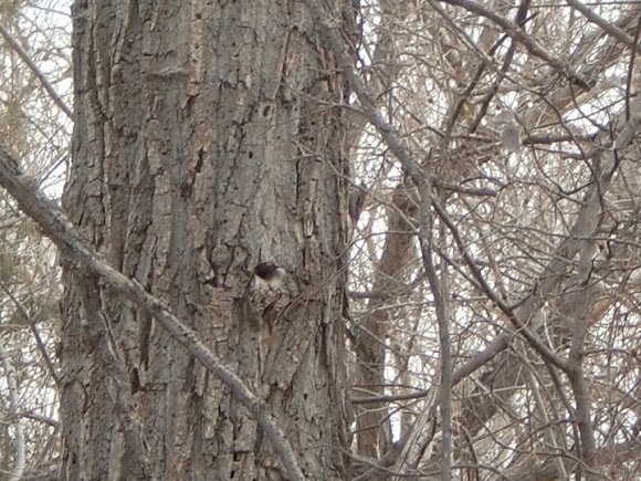 Spotting Image 1