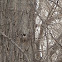 Brown Creeper