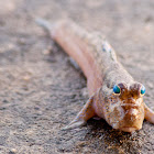 Mudskipper