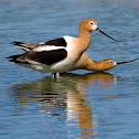 American Avocet