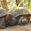 Aldabra Giant Tortoise