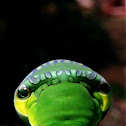 Blue Mormon Caterpillar