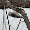 Downy woodpecker
