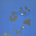 Kit fox? Tracks