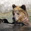 Grizzly Bear