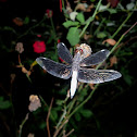 Portia Widow