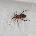 Leaf-footed Bug